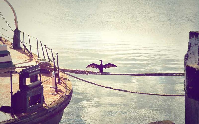 苹果种植技术分类